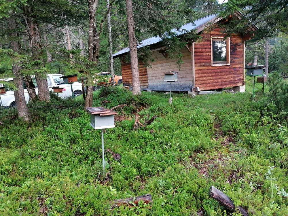 Hinterautal Belegstelle Hütte